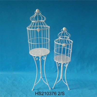 Kalto geležies augalo narvas